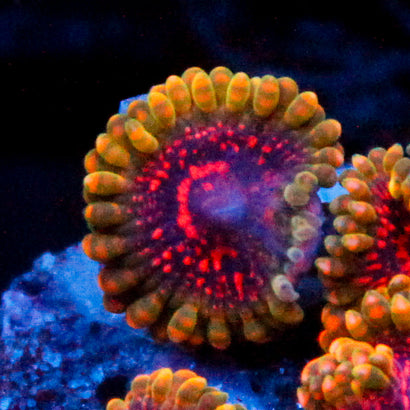 Predator Zoanthid
