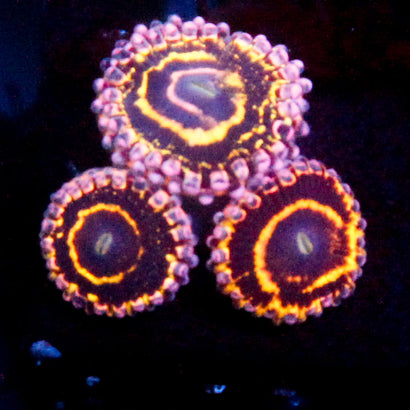 Stratosphere Mini Colony