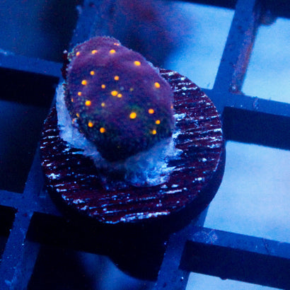 John Deere Psammocora