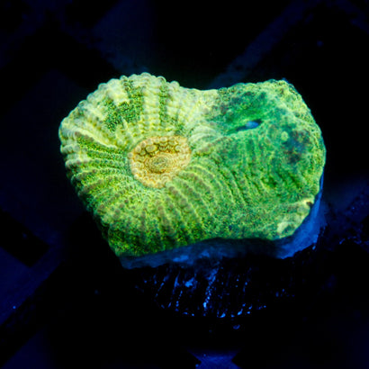 JC Neon Green Favia
