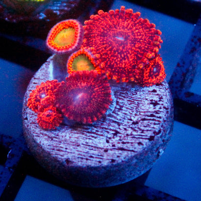 Speckled Krak Mini Colony Mix