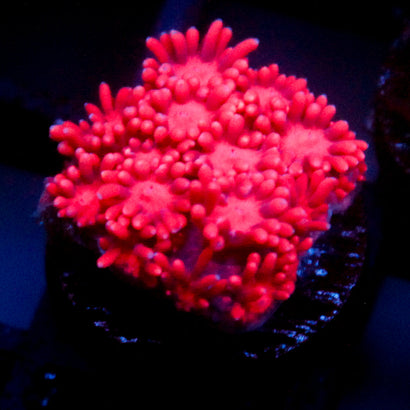 JC Red Kraze Goni