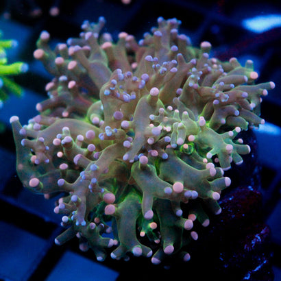 JC Cotton Candy Octo