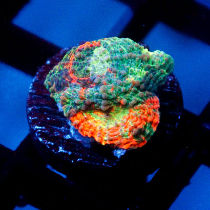 JC Rainbow Echinata