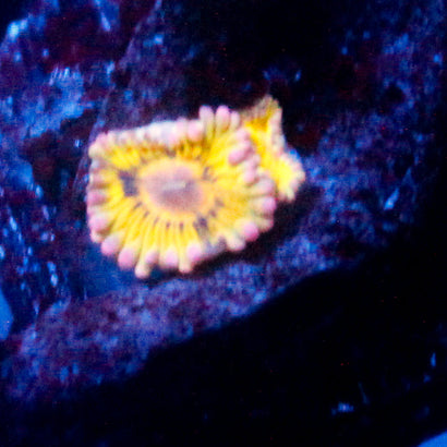 Chiquita Zoanthid