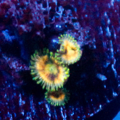 JC Solar Flare Zoanthid