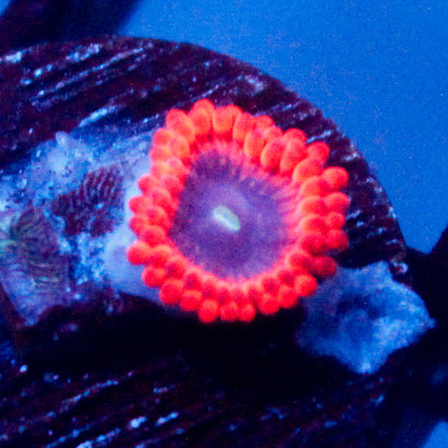 JC Typhloshion Zoanthid