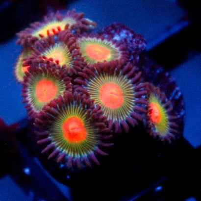 JC Alien Blood Mini Colony