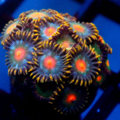 JC Jupiter Mini Colony