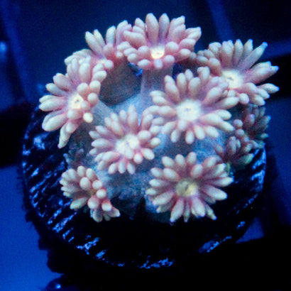 JC Pink Bliss