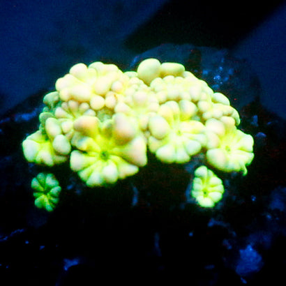 JC Lily Yellow