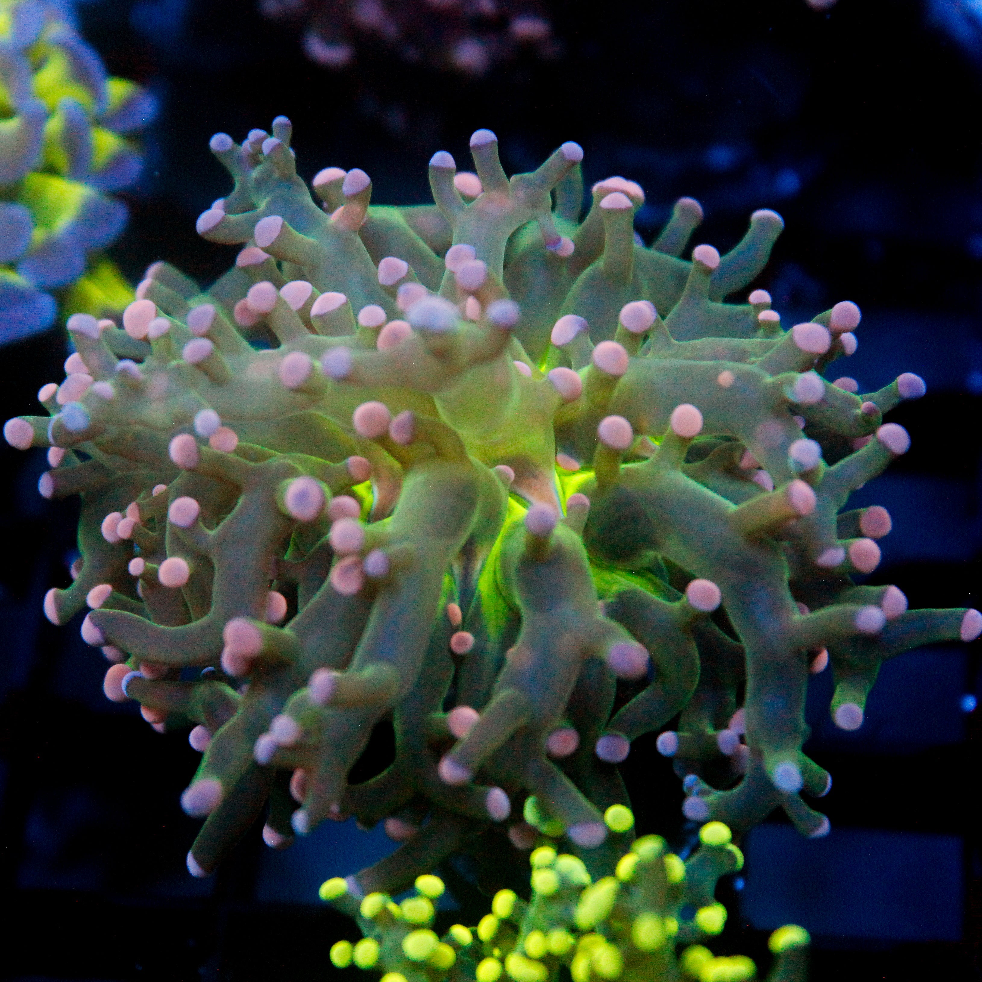 JC Pink Tip Octo