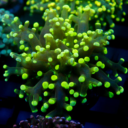 JC Neon Green Octo