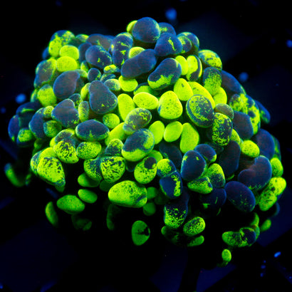 JC Ultra Splatter Hammer