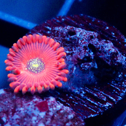 Magicians Zoanthid