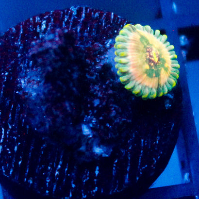 Leprechaun Burps Zoanthid