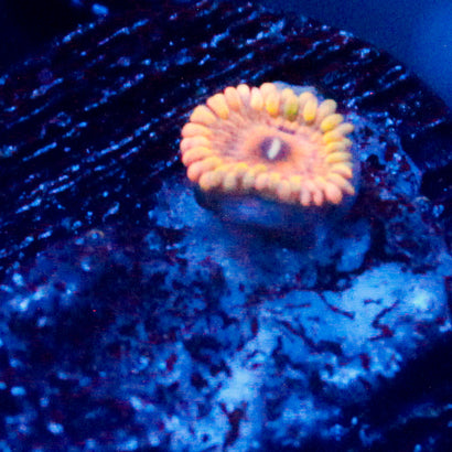 JC Chiquita Zoanthid