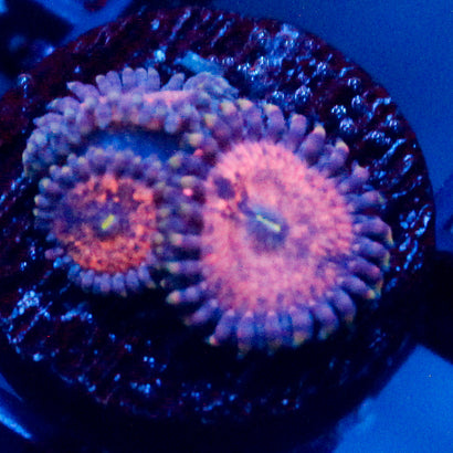 Amber Days Zoanthid