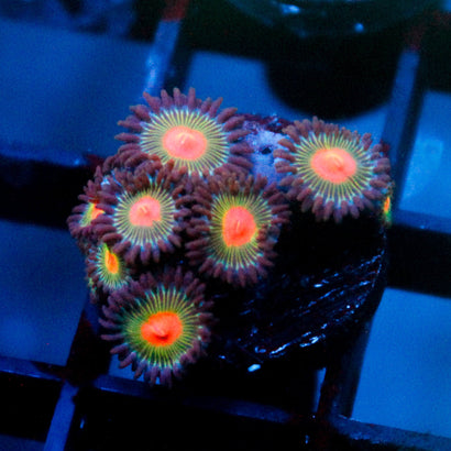 JC Alien Blood Zoanthid Mini Colony