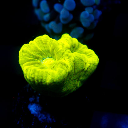 JC Trumpet Coral