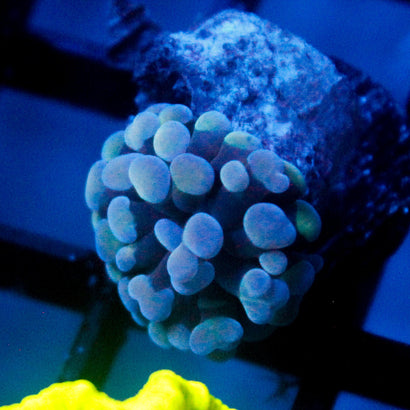 JC Blue Bubbles Hammer