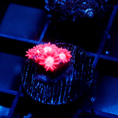 JC Pink Kraze