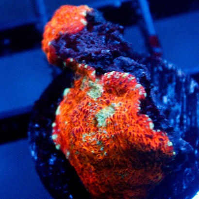 JC Orange Ore