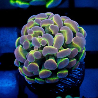 JC Ultra Hologram Hammer