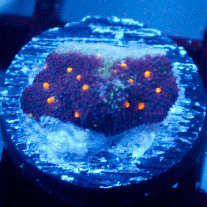 John Deere Psammocora