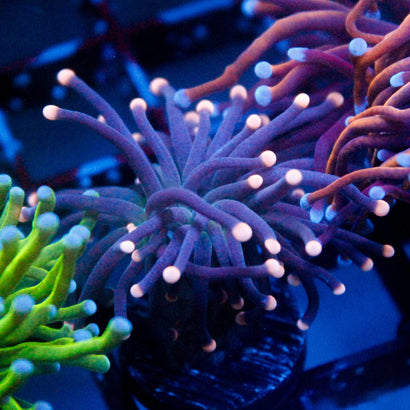 JC Yellow TipHurricane