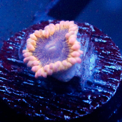 JC Golden Globle Zoanthid
