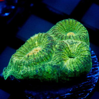 JC Neon Green Favia