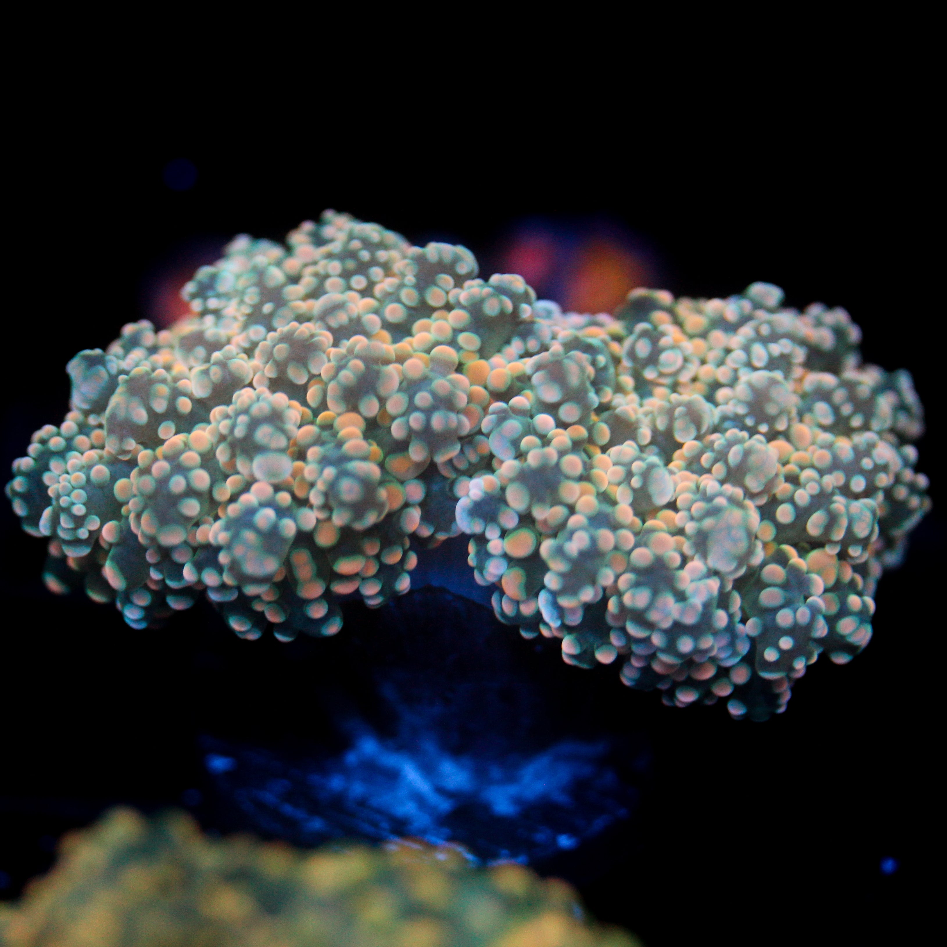JC Dreamcicle Octo