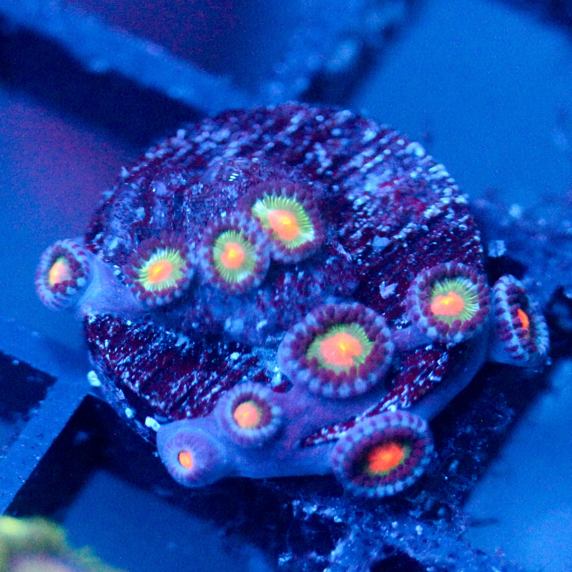 JC Blue Raven Zoanthid