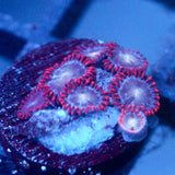 JC Edge of Reality Zoanthid