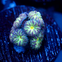 JC Flourish Fluff Blasto Merletti
