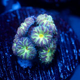 JC Flourish Fluff Blasto Merletti