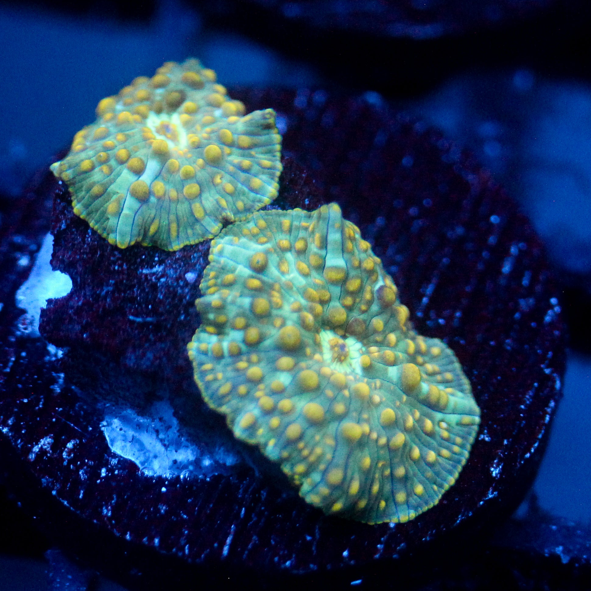JC Firefly Discosoma Double