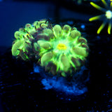 JC Hyper Glow Blasto Merletti