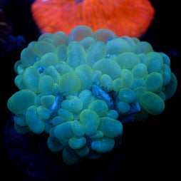JC Bubble Colony 3.5"+