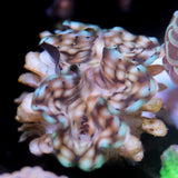 Biota Palau Squamosa