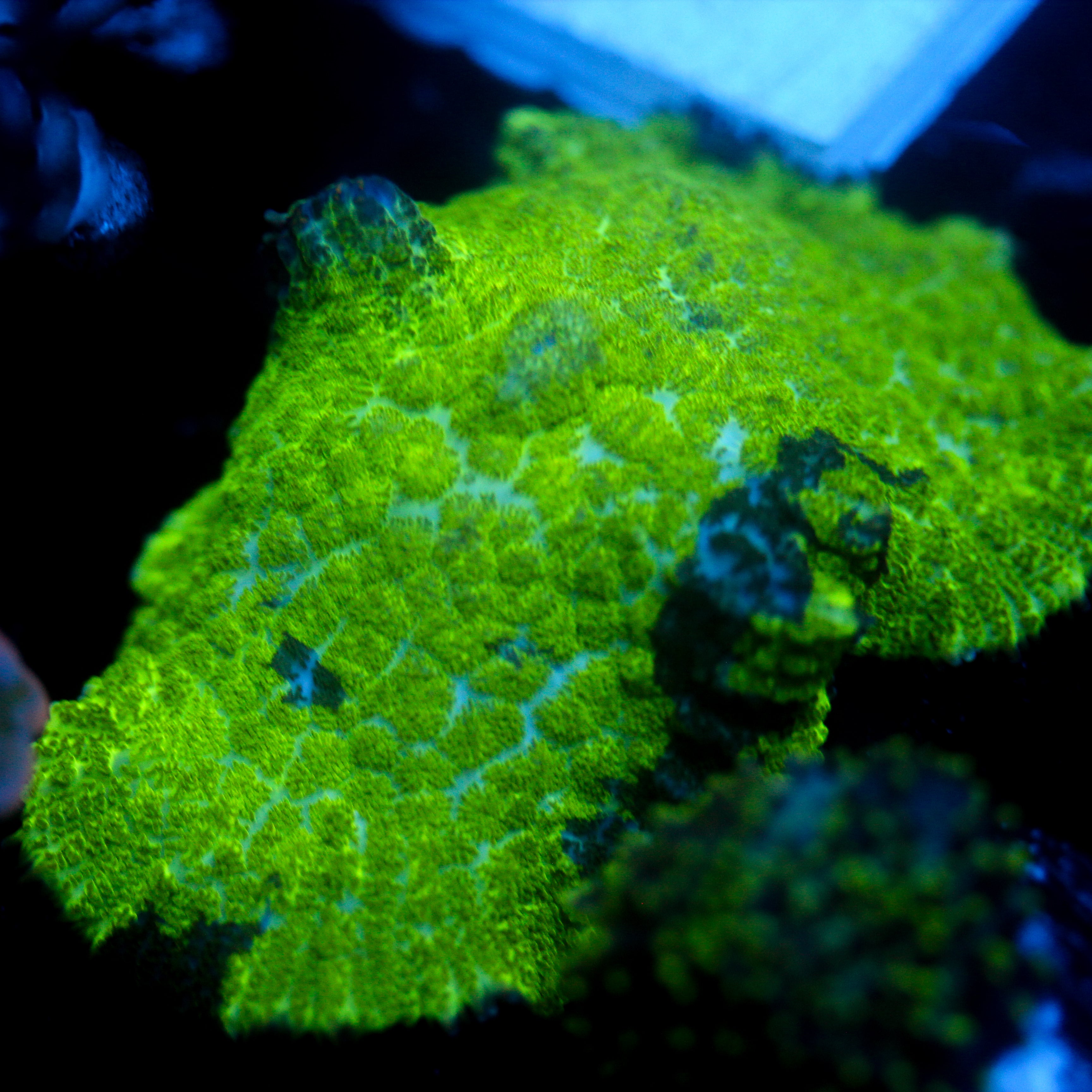 JC Kryptonite Rhodactis