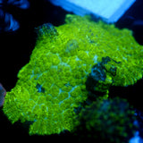 JC Kryptonite Rhodactis