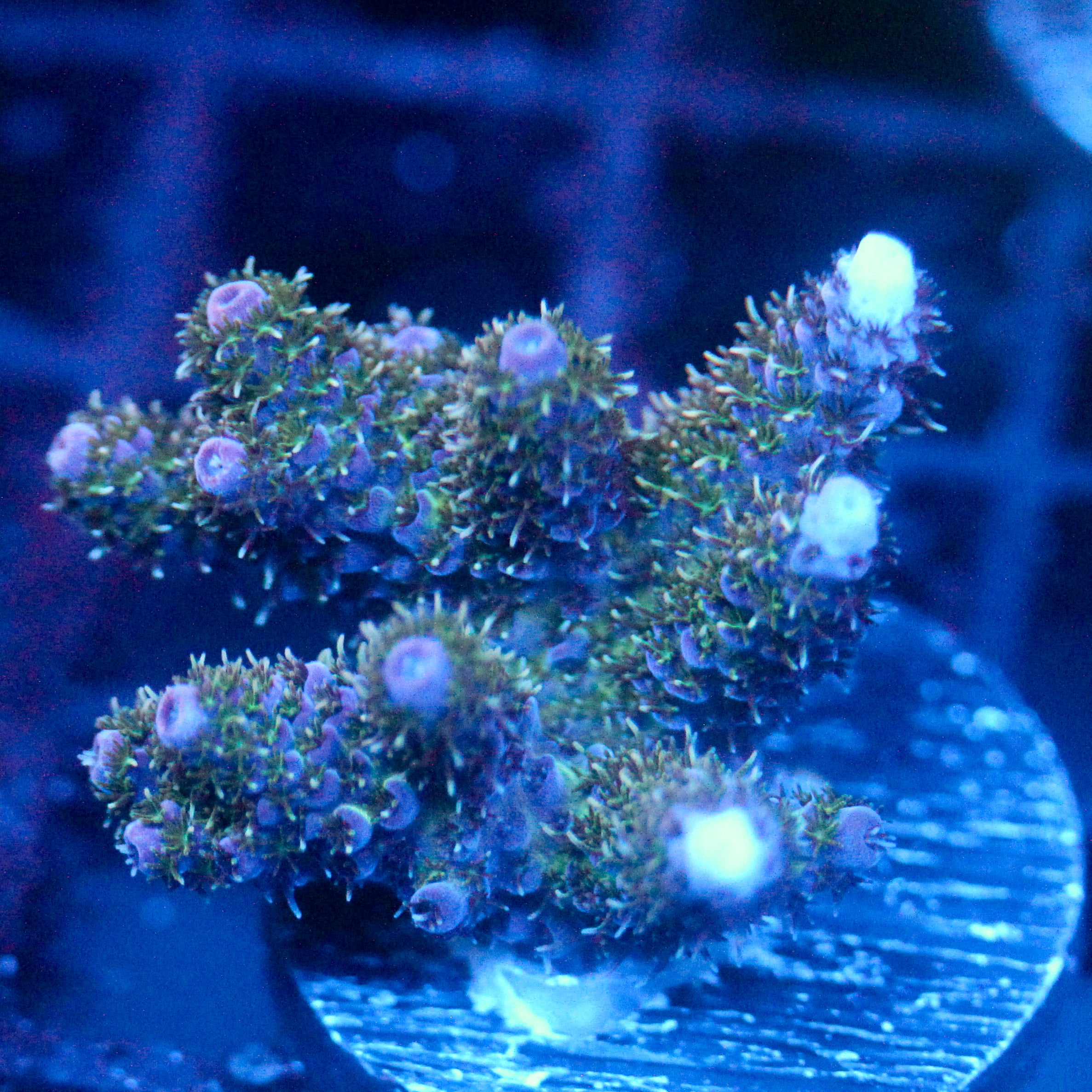 JC Green Purp