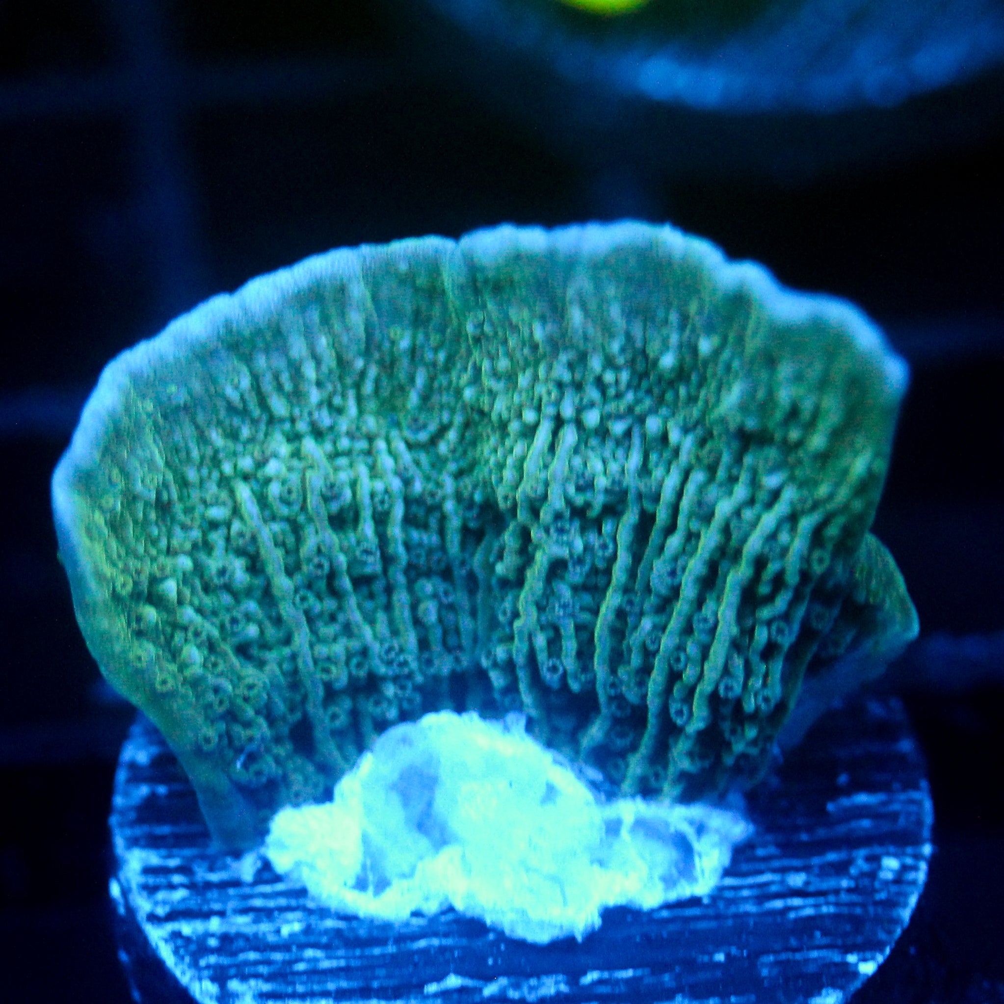 JC Mossy Wall Cap Monti