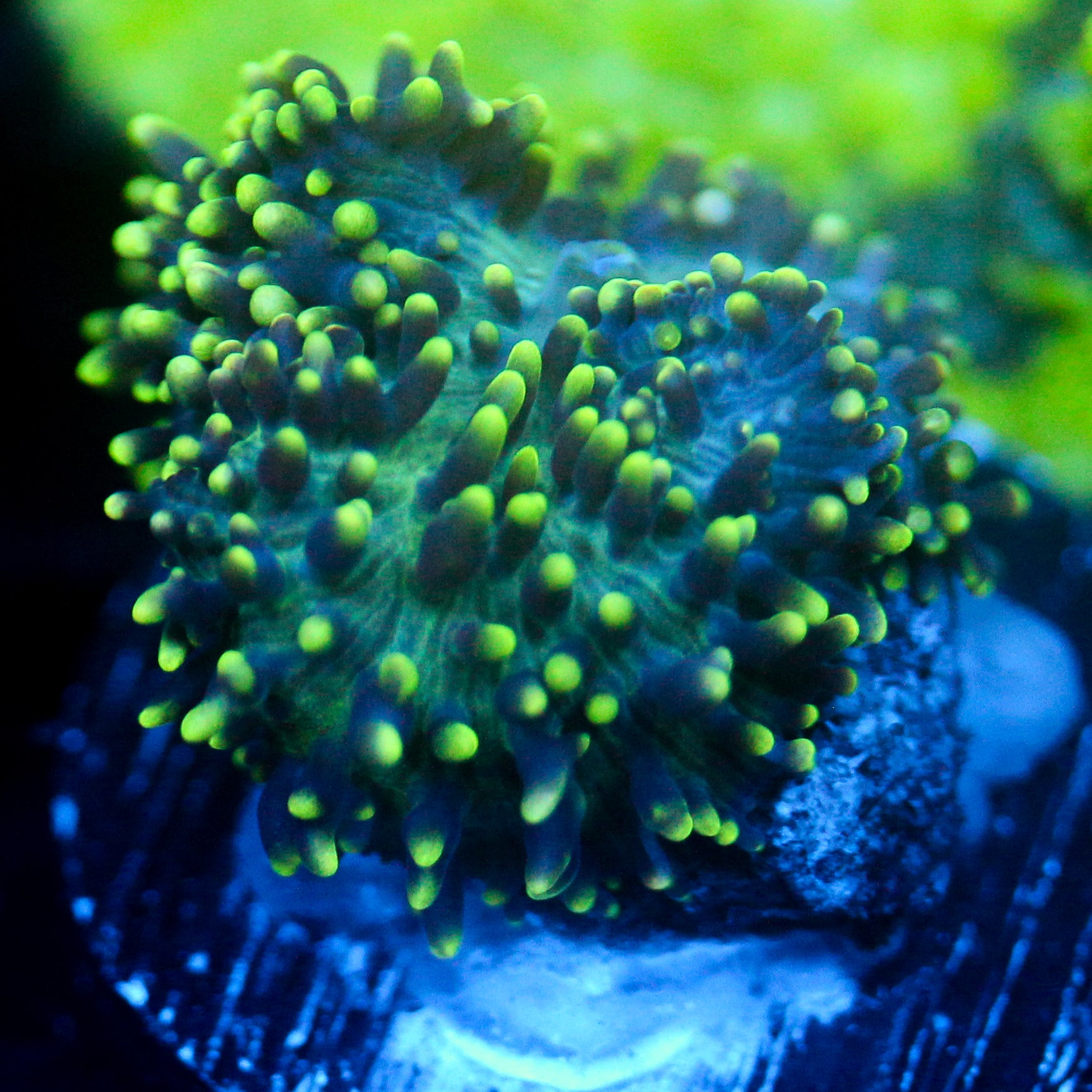 JC Fuzzy Wonder Mushroom