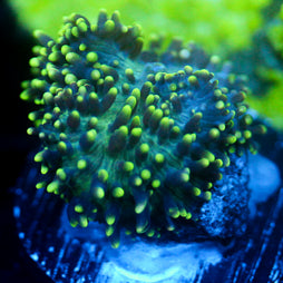 JC Fuzzy Wonder Mushroom
