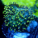 JC Fuzzy Wonder Mushroom