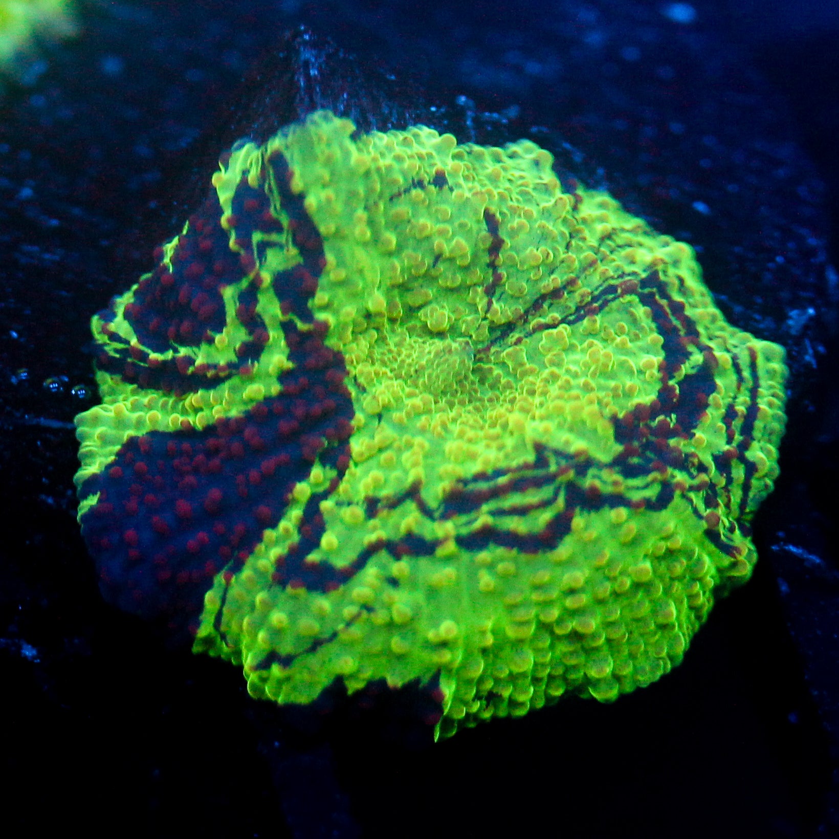 JC Ultra Eclectus Oil Slick Pattern
