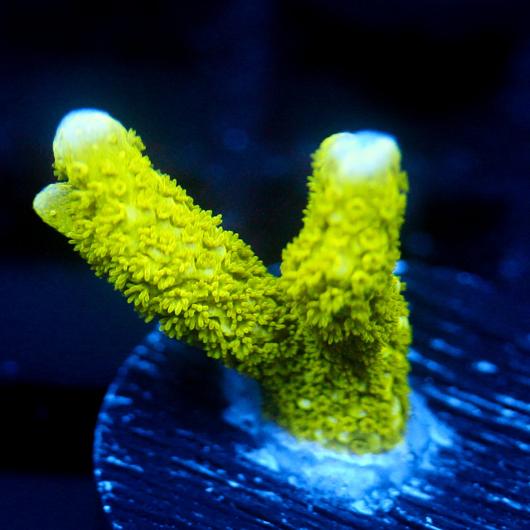 JC Neon Green Digi Monti